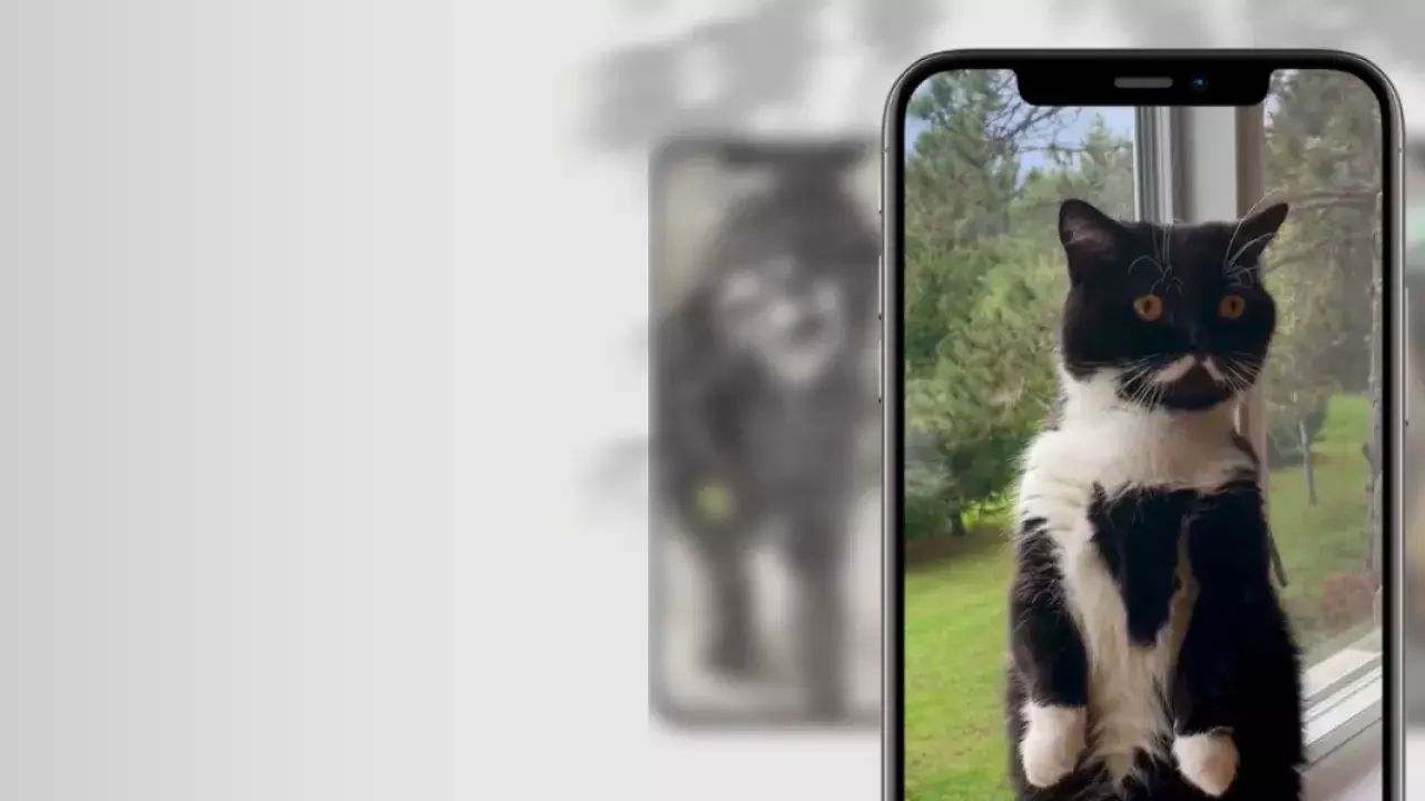 Mr. Moustache the tuxedo cat sitting on two paws in front of a window