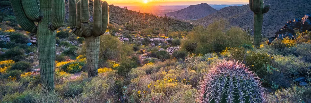 Desert in Arizona