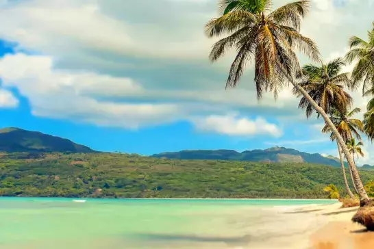 Palm tress on beach