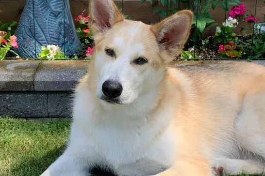 dog laying in front of flower garden