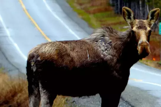 How to Avoid Wildlife Collisions with a moose on a road