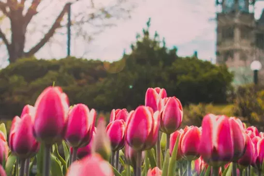 Pink tulips in Ottawa