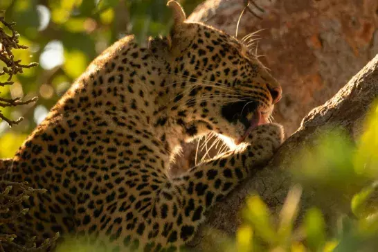 Leopard licks paw lying in leafy tree