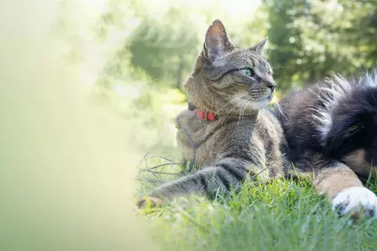 Cat and Dog sitting in a field