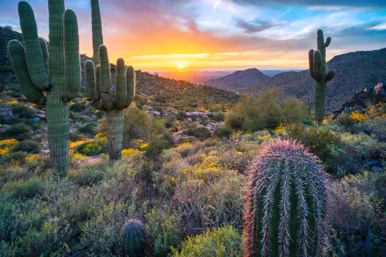 Desert in Arizona