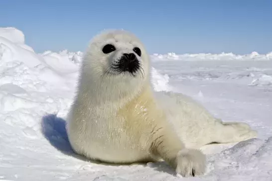 Harp Seal