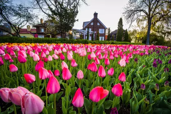 City of Ottawa Tulip Festival in Commissioners Park at Dow Lake