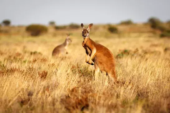 Red Kangaroo in grasslands in the Australian Outback