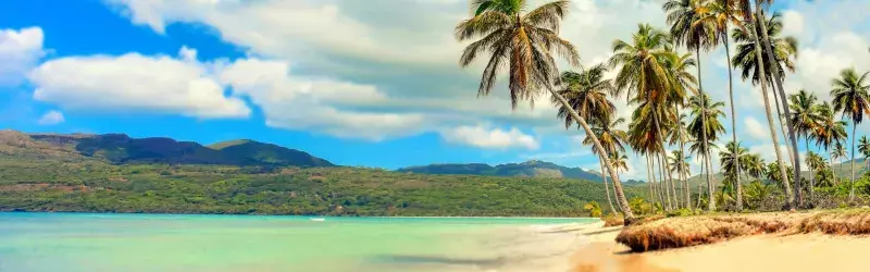 Palm tress on beach