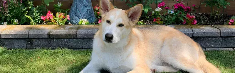 dog laying in front of flower garden