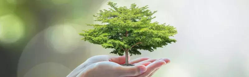 Hands holding a tree