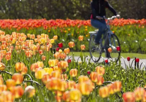 Cycling in Ottawa during Tulip Festival 