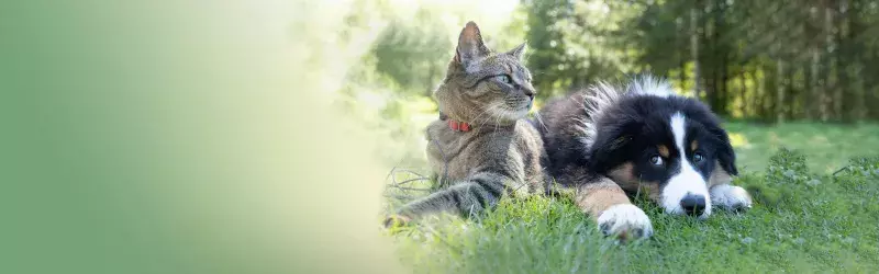 Cat and Dog sitting in a field