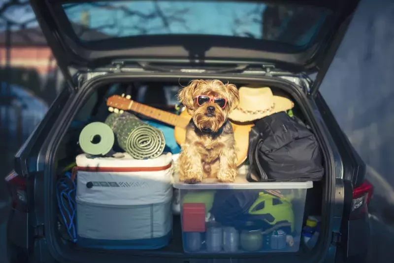 A small dog wearing sunglasses sits in the trunk of an open car filled with camping gear, including a guitar, rolled-up mats, a cowboy hat, backpacks, and various other supplies, suggesting a ready-for-adventure feel.