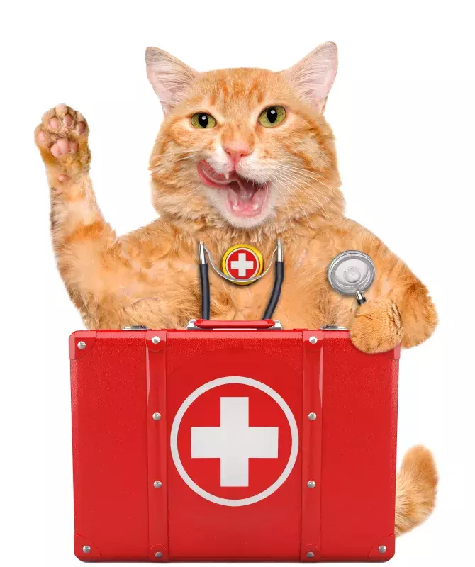 cat with first aid kit