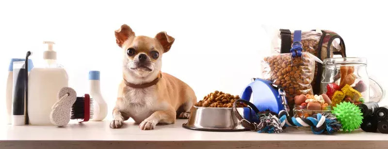 chihuahua sitting with his food and accessories 