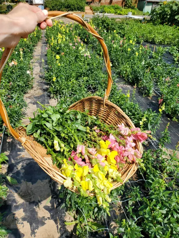 Ottawa flower farms