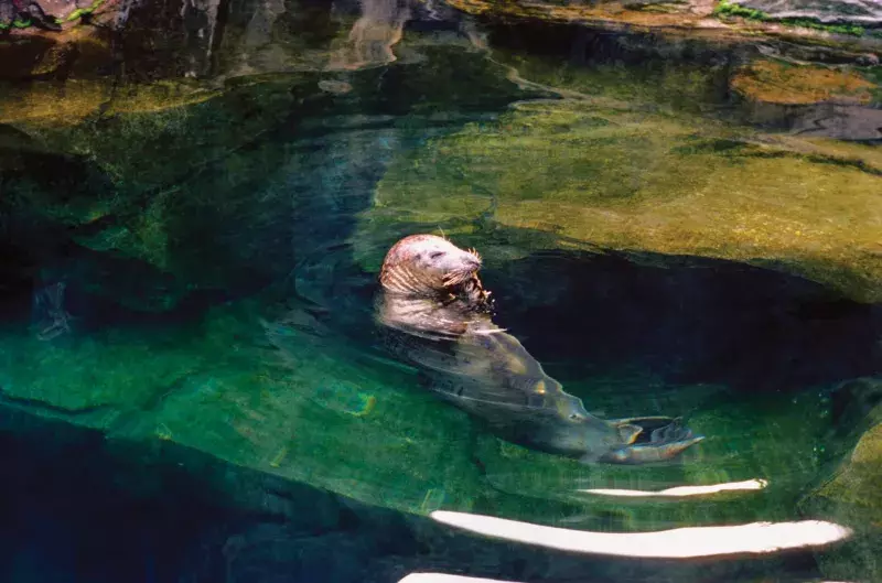 High angle view of a sea lion swimming in water, Seward SeaLife Center, Seward, Alaska, USA