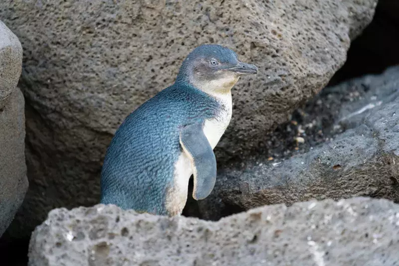 Little penguin returning from sea to the nesting area