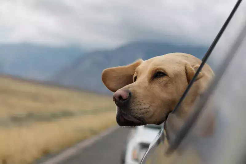 Dog in car