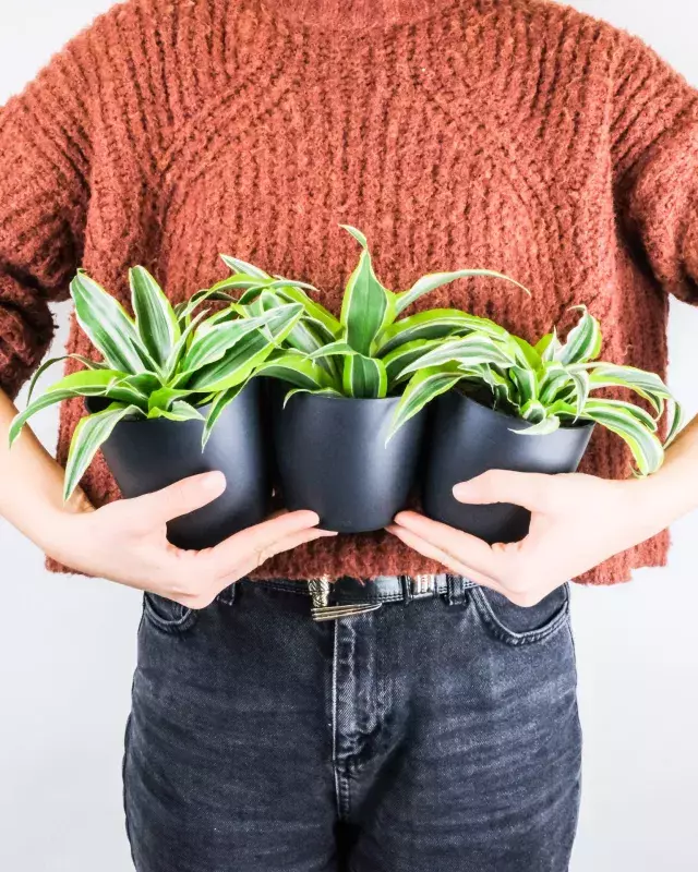 indoor gardening