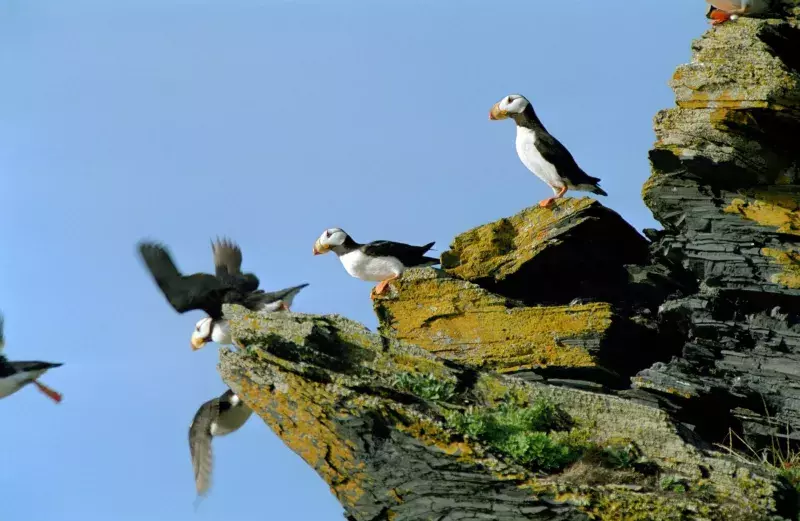 Horned puffins take off Fort Ambercrombie State Historical Park Kodiak Island Alaska