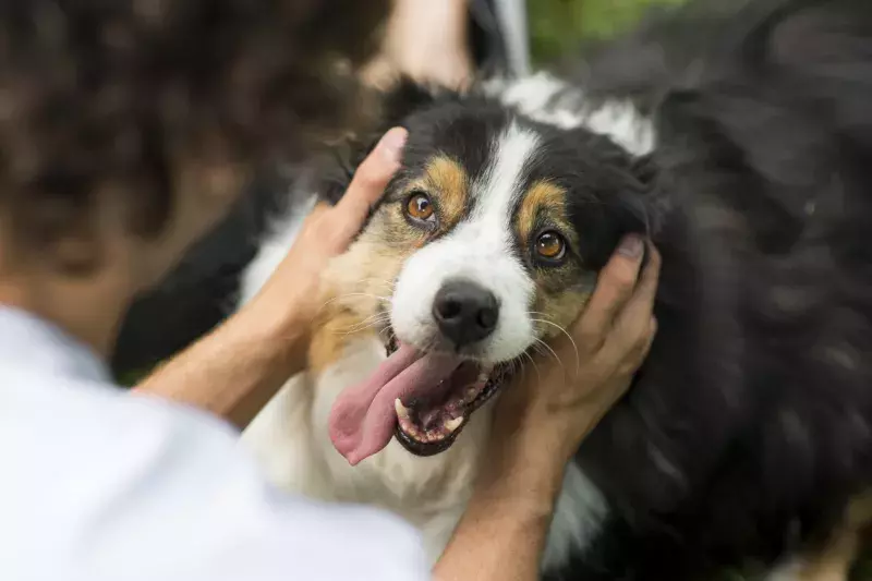 Close up of dog's face