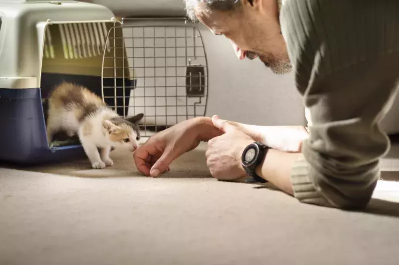 Kitten taking his first steps into his new forever home