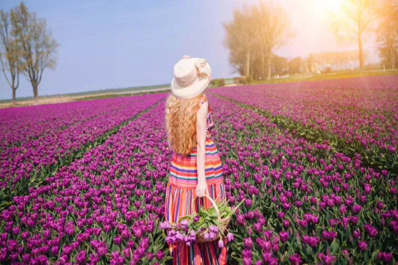 Beautiful red hair woman wearing in striped dress standing on colorful tulip flower fields in Amsterdam region, Holland. Magical Netherlands landscape with tulip field. Trevel and spring concept.