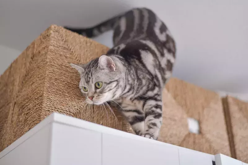 Cat exploring over the closet