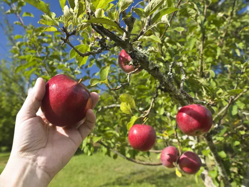 orchards around Ottawa