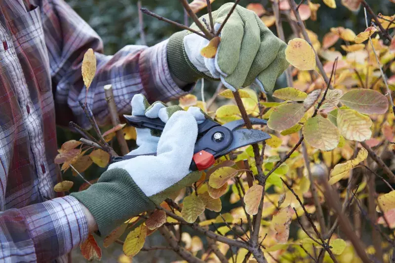 Man pruning bush in garden