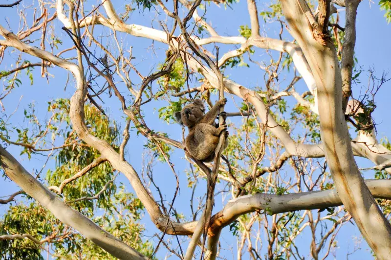 Koala in cape Otway reserve, Victoria, Australia