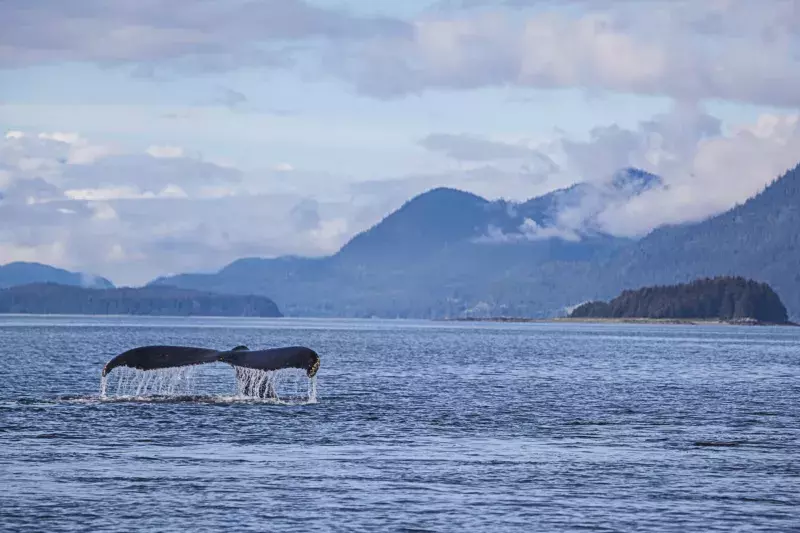 Whale Tail