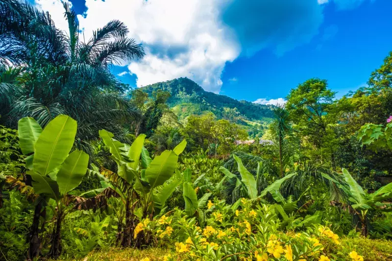 Lush primeval forests, Ranomafana (hot water in Malagasy) National Park, Madagascar